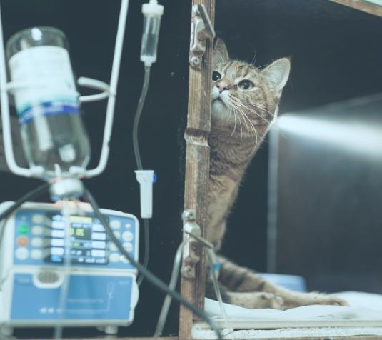 HOSPITALIZACION LA MOTA